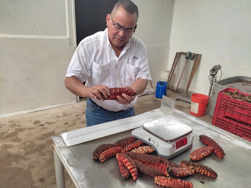 Inicia Temporada de Pepino de Mar (5)